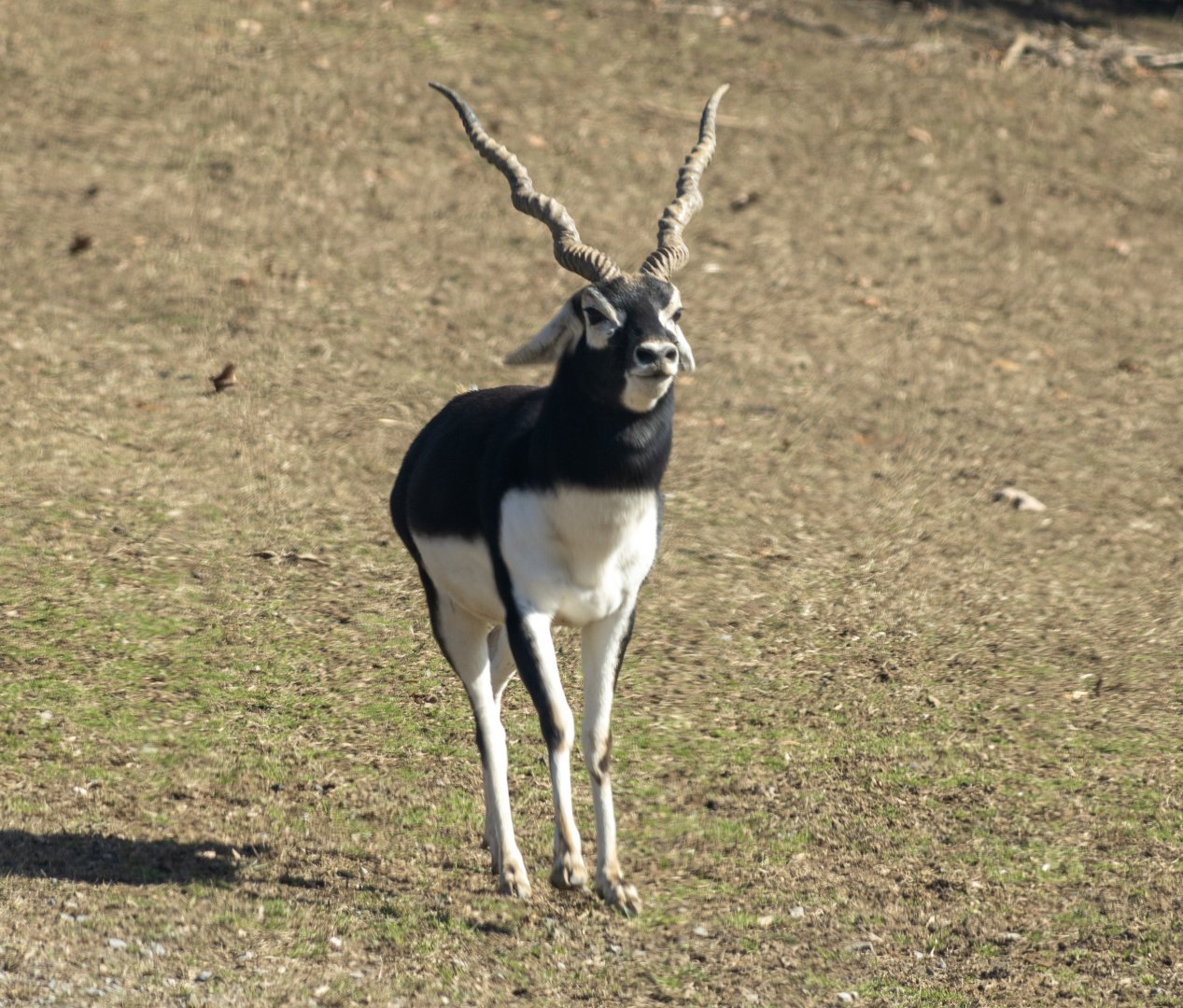 Blackbuck