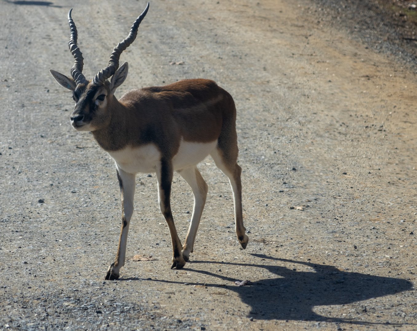 Blackbuck