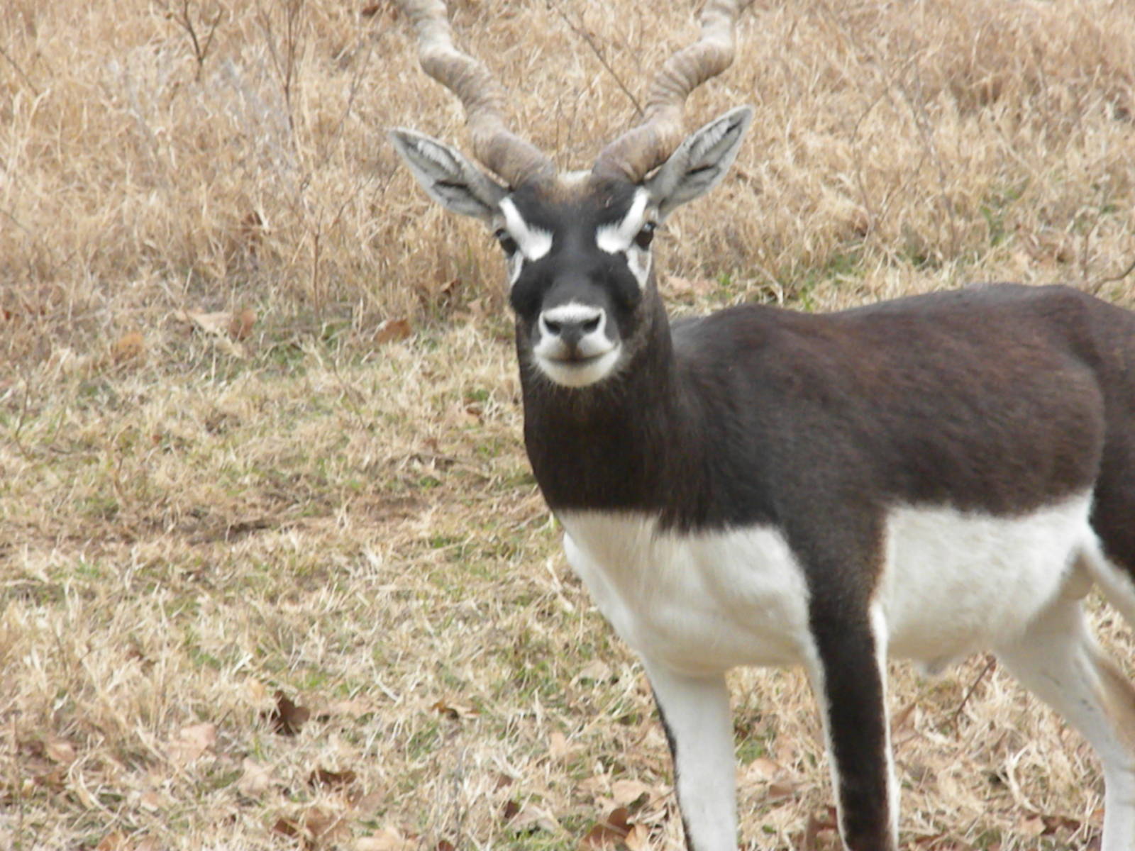 Blackbuck