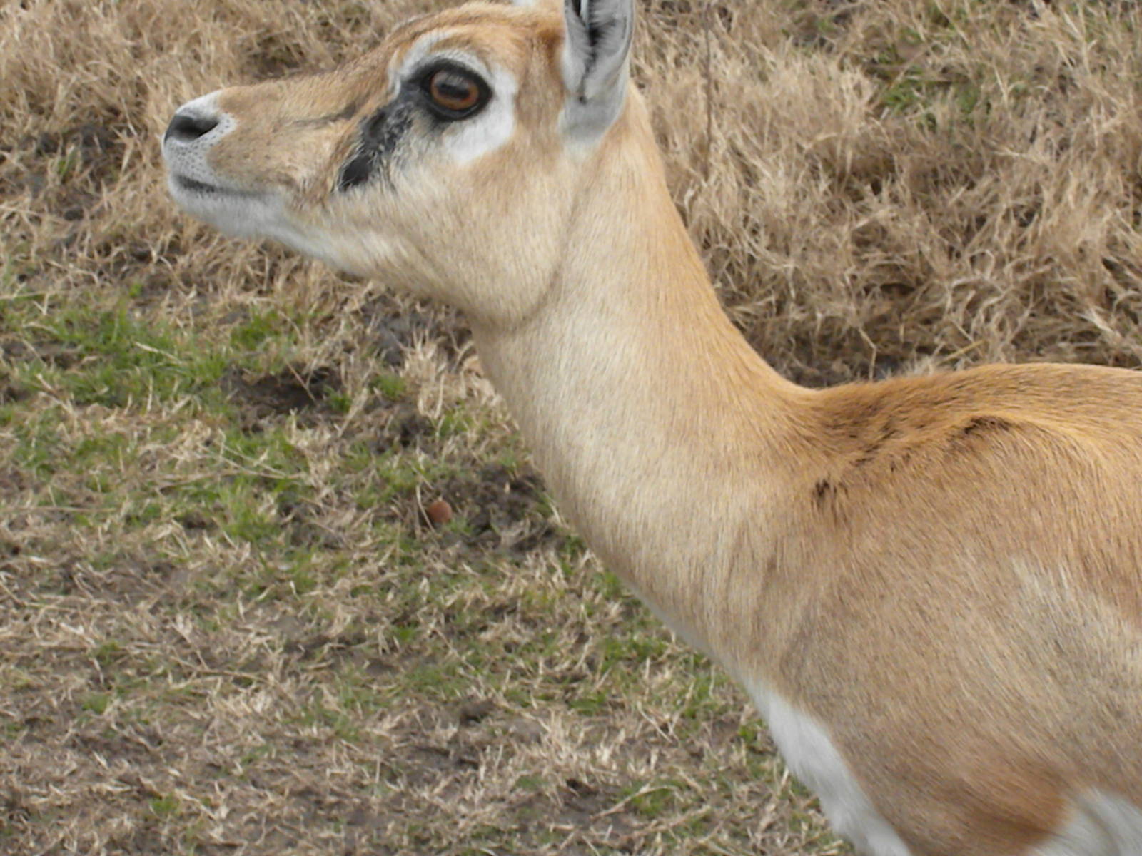 Blackbuck