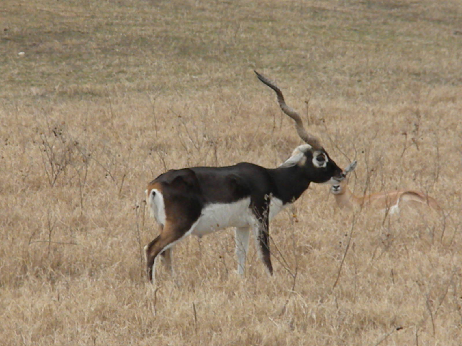 Blackbuck