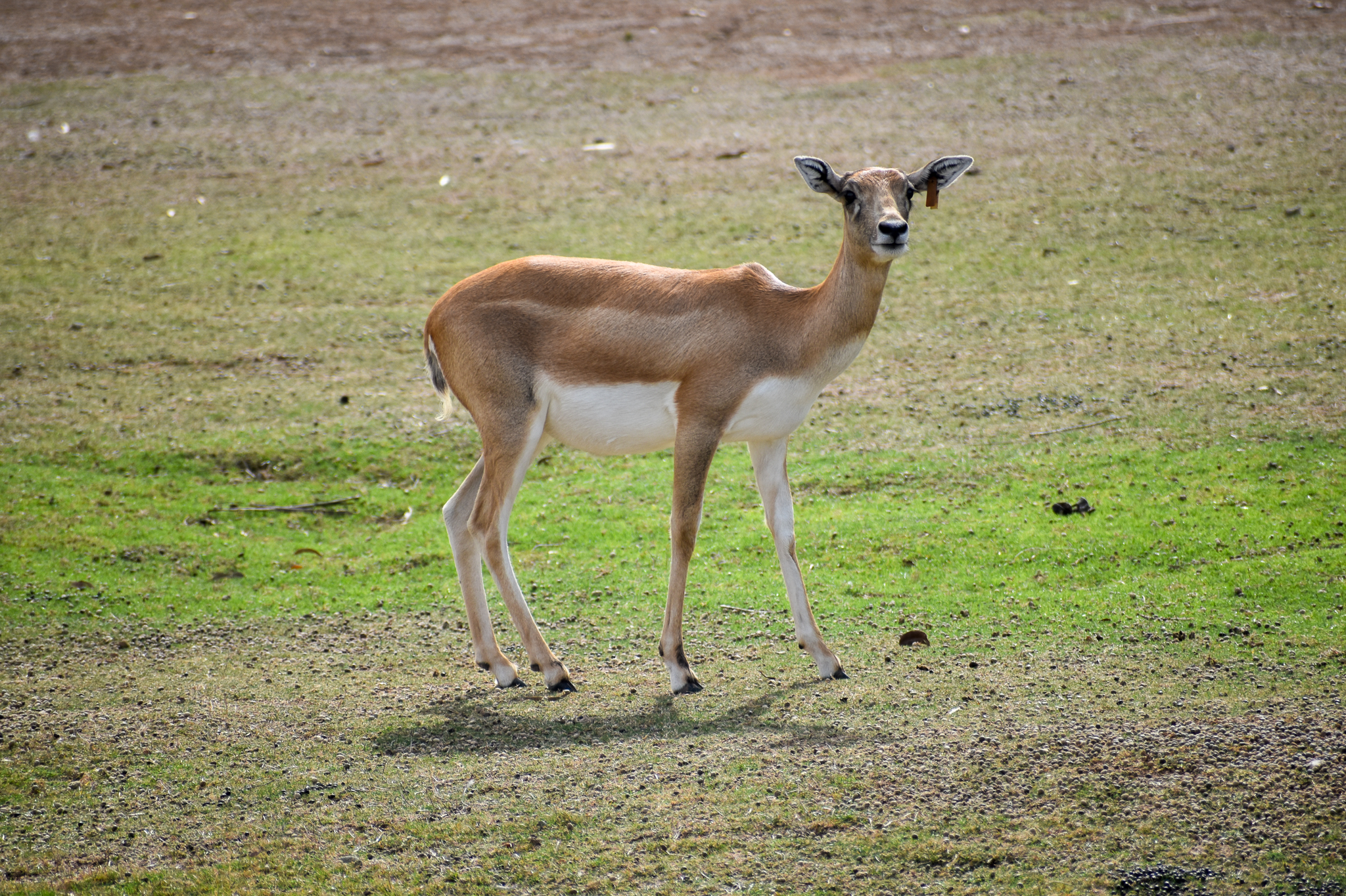 Blackbuck