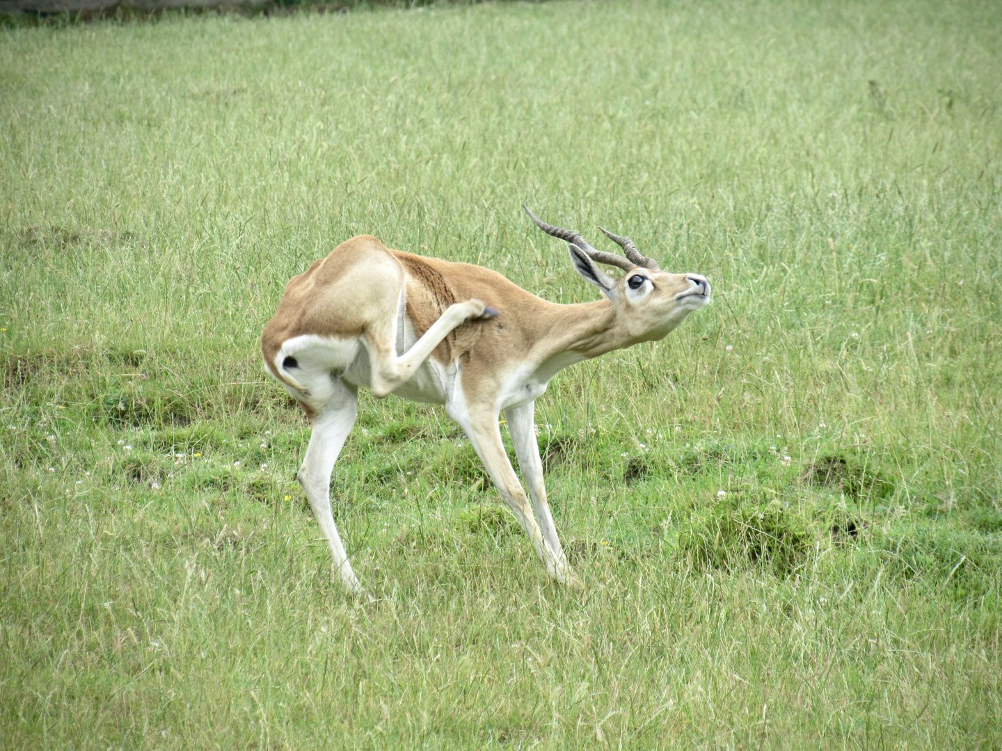 Blackbuck