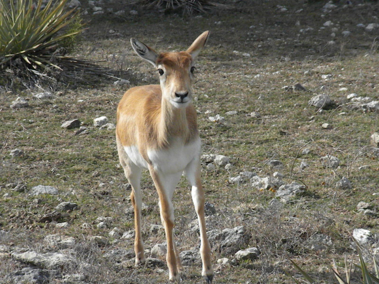 Blackbuck