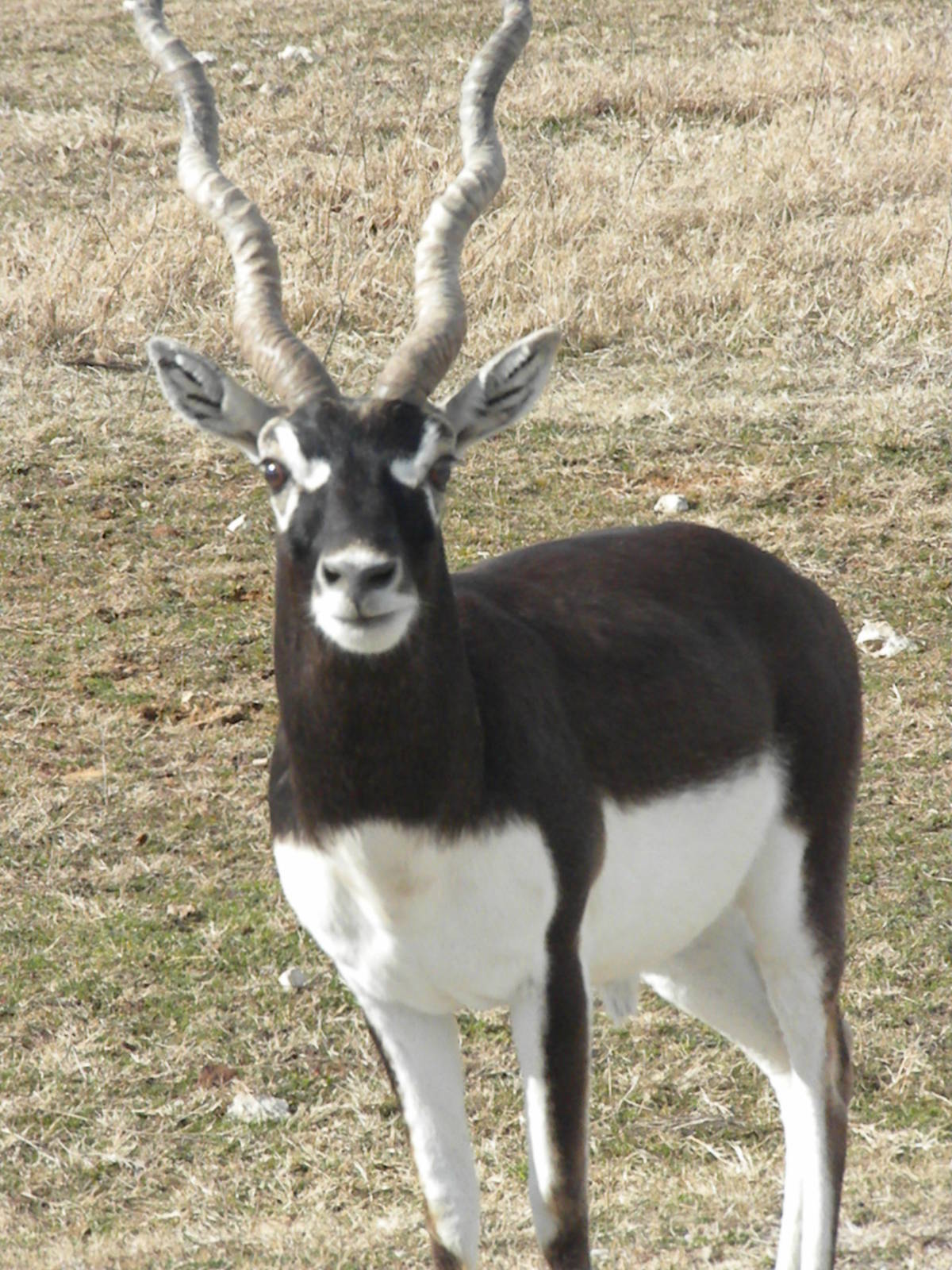 Blackbuck