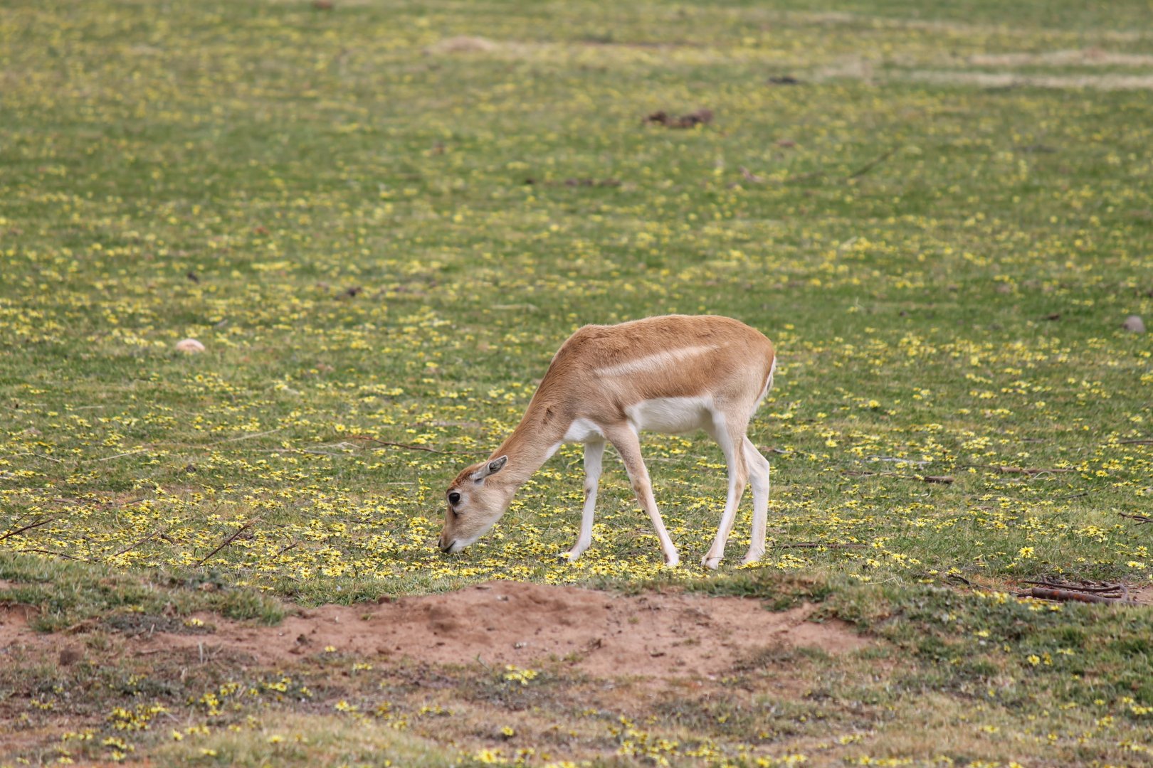 Blackbuck