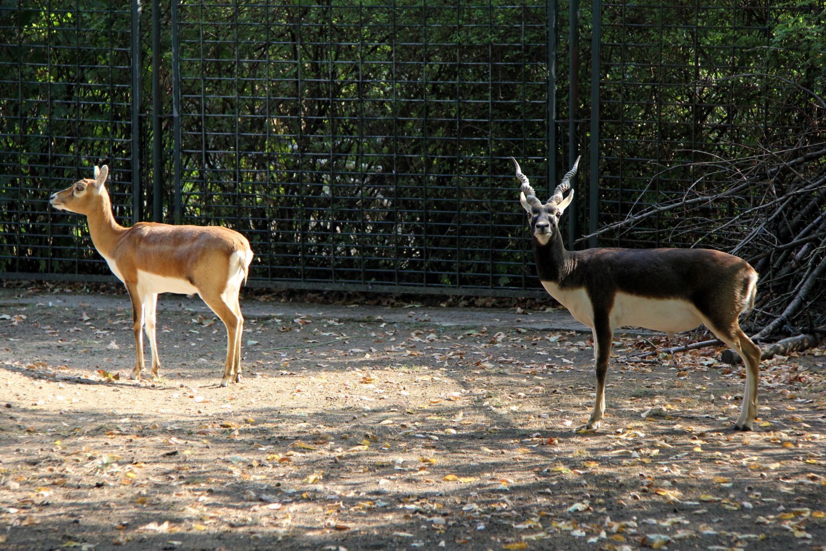 blackbucks (Antilope cervicapra)