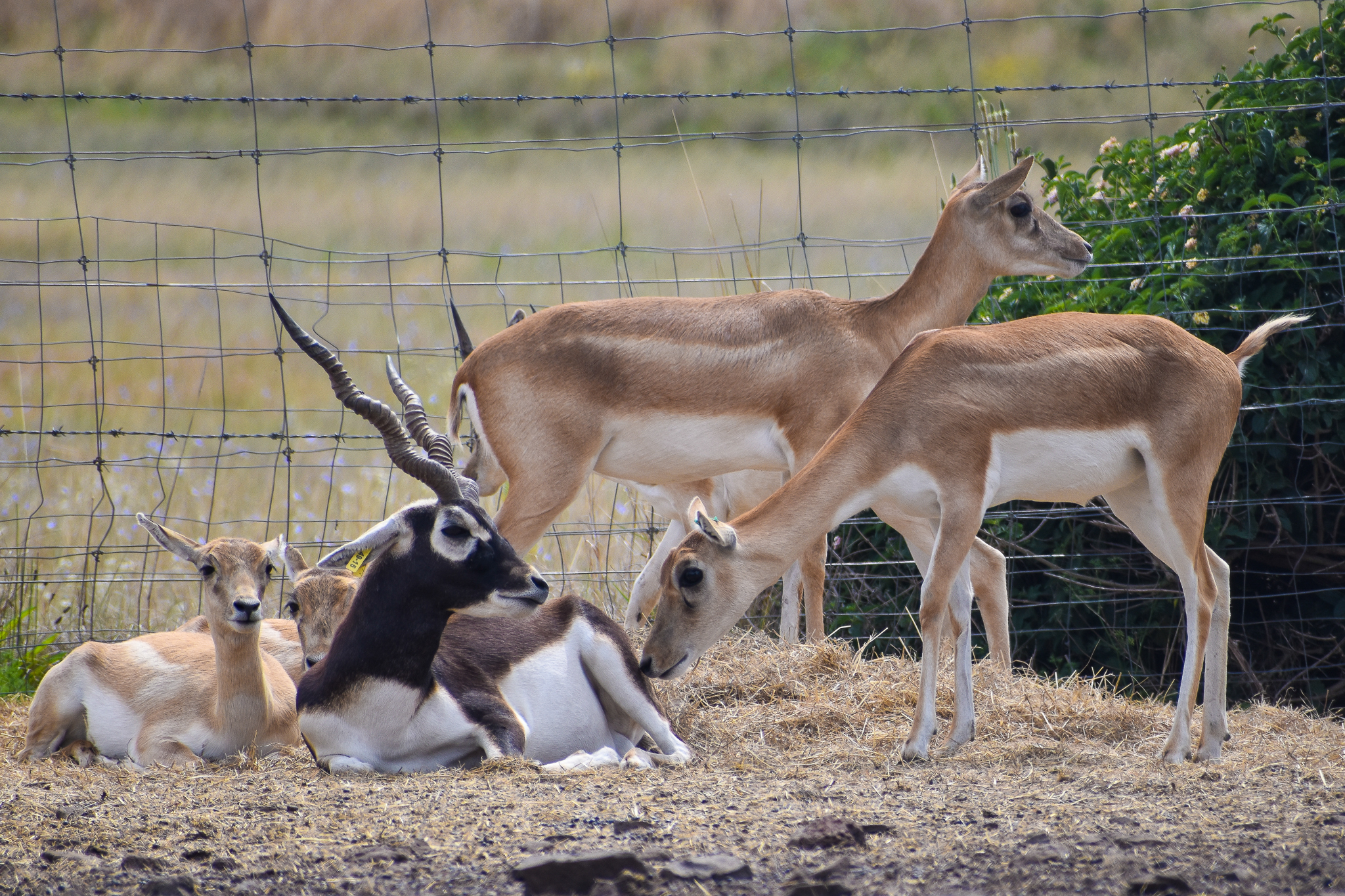 Blackbucks (Antilope cervicapra)