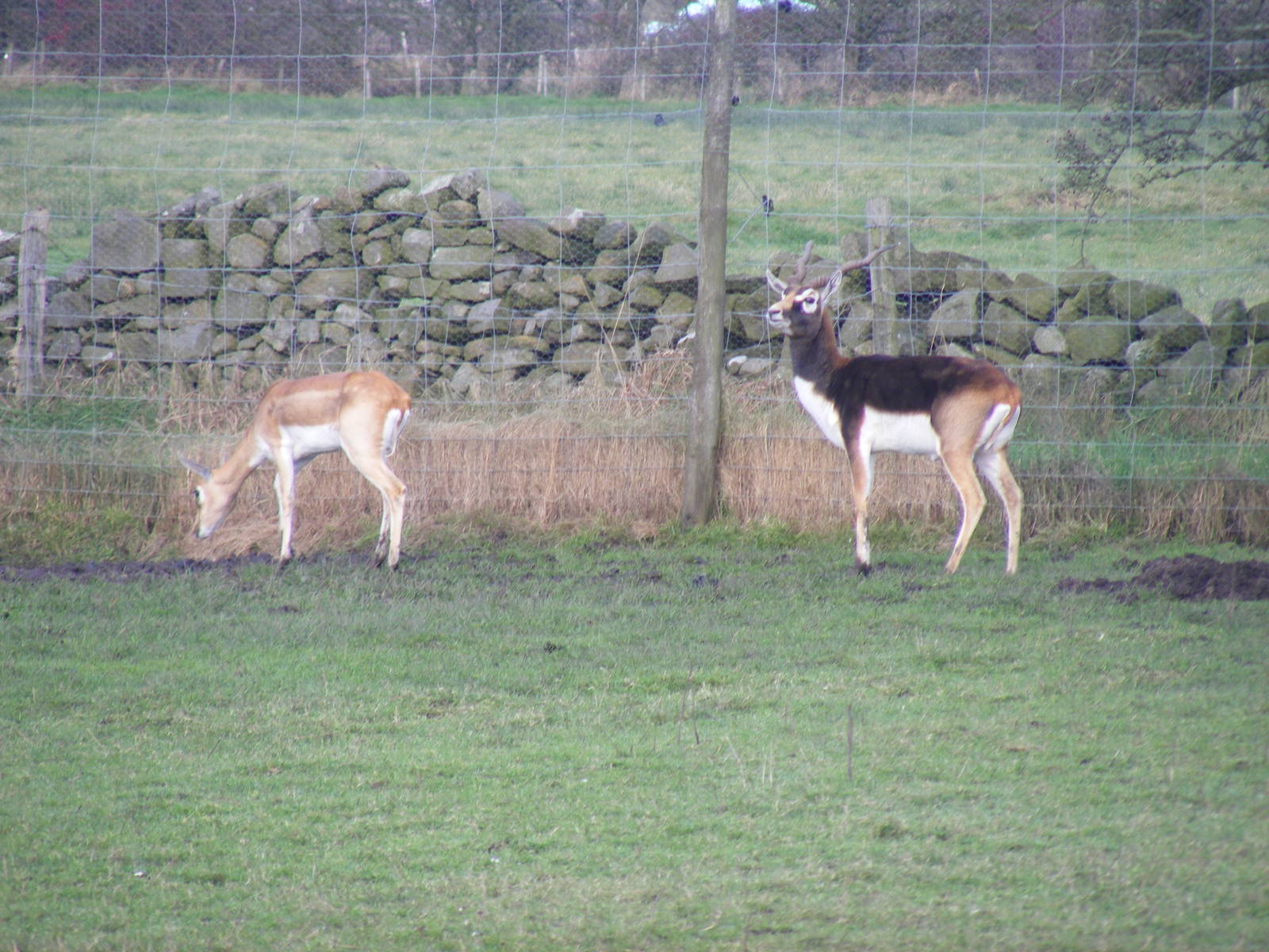 Blackbucks at Blackbrook Zoo, 13 November 2010