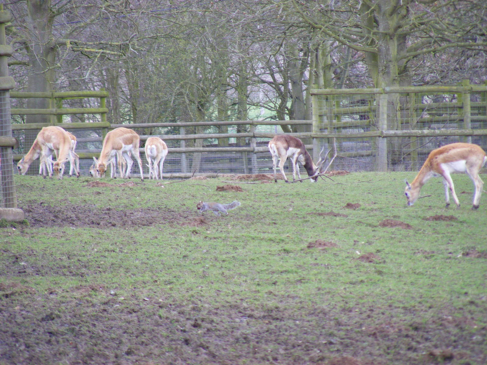 Blackbucks at Howletts Wild Animal Park, 3 April 2010