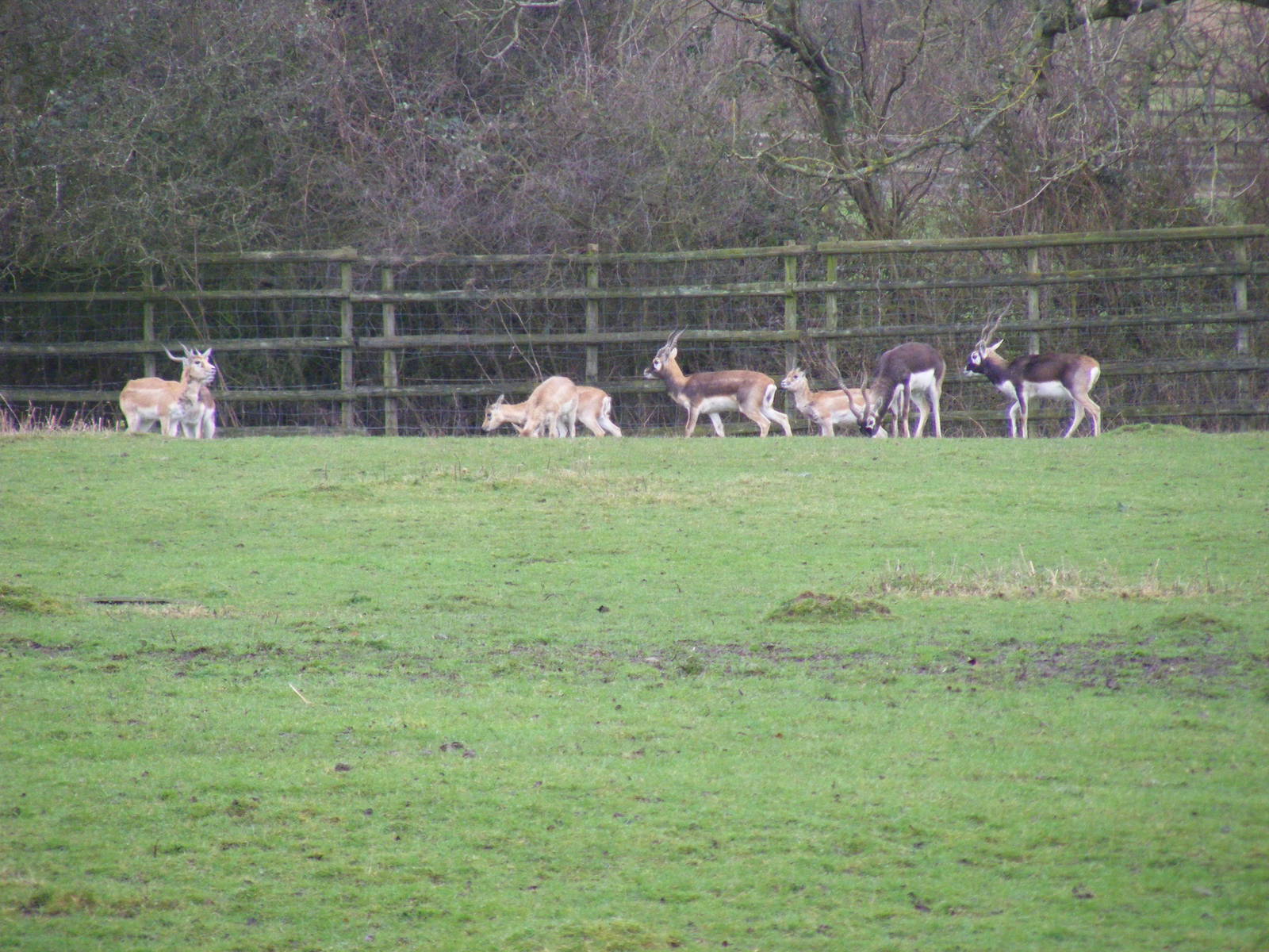 Blackbucks at Port Lympne Wild Animal Park, 13 February 2011