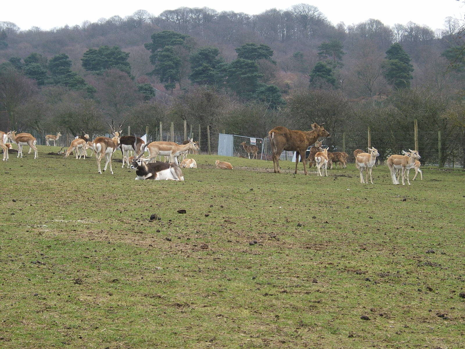 Blackbucks, barasingha and axis deer at West Midland Safari Park, 13 Februa