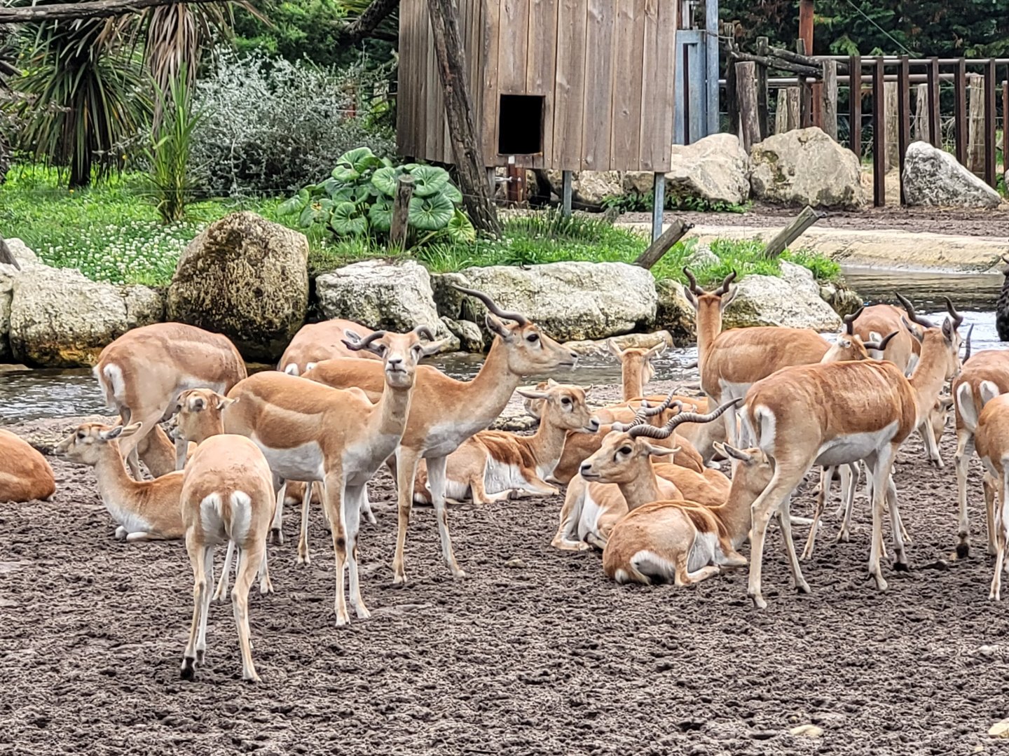 Blackbucks -Zoo du bassin d'Arcachon (2024)