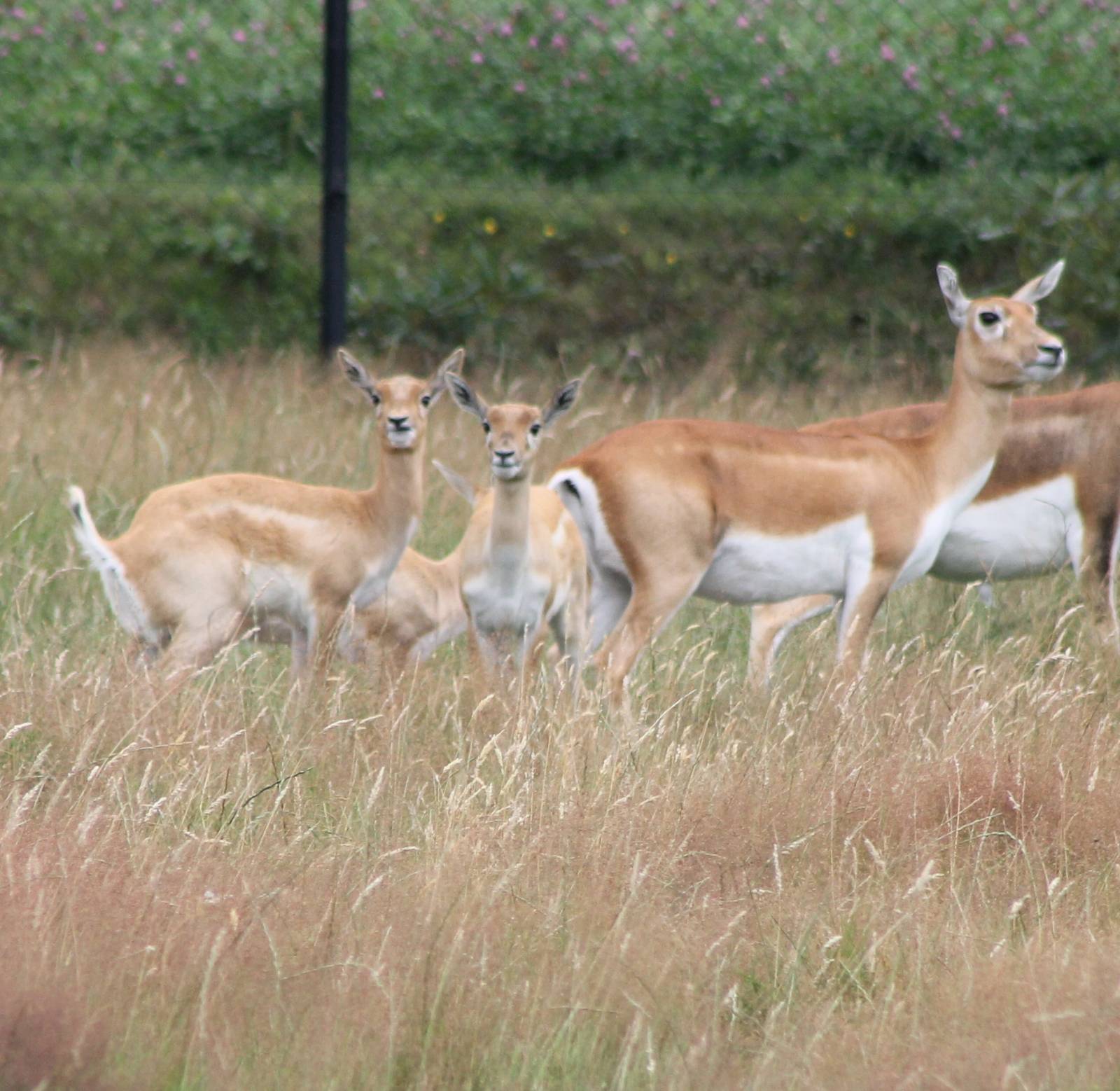 Blackbucks