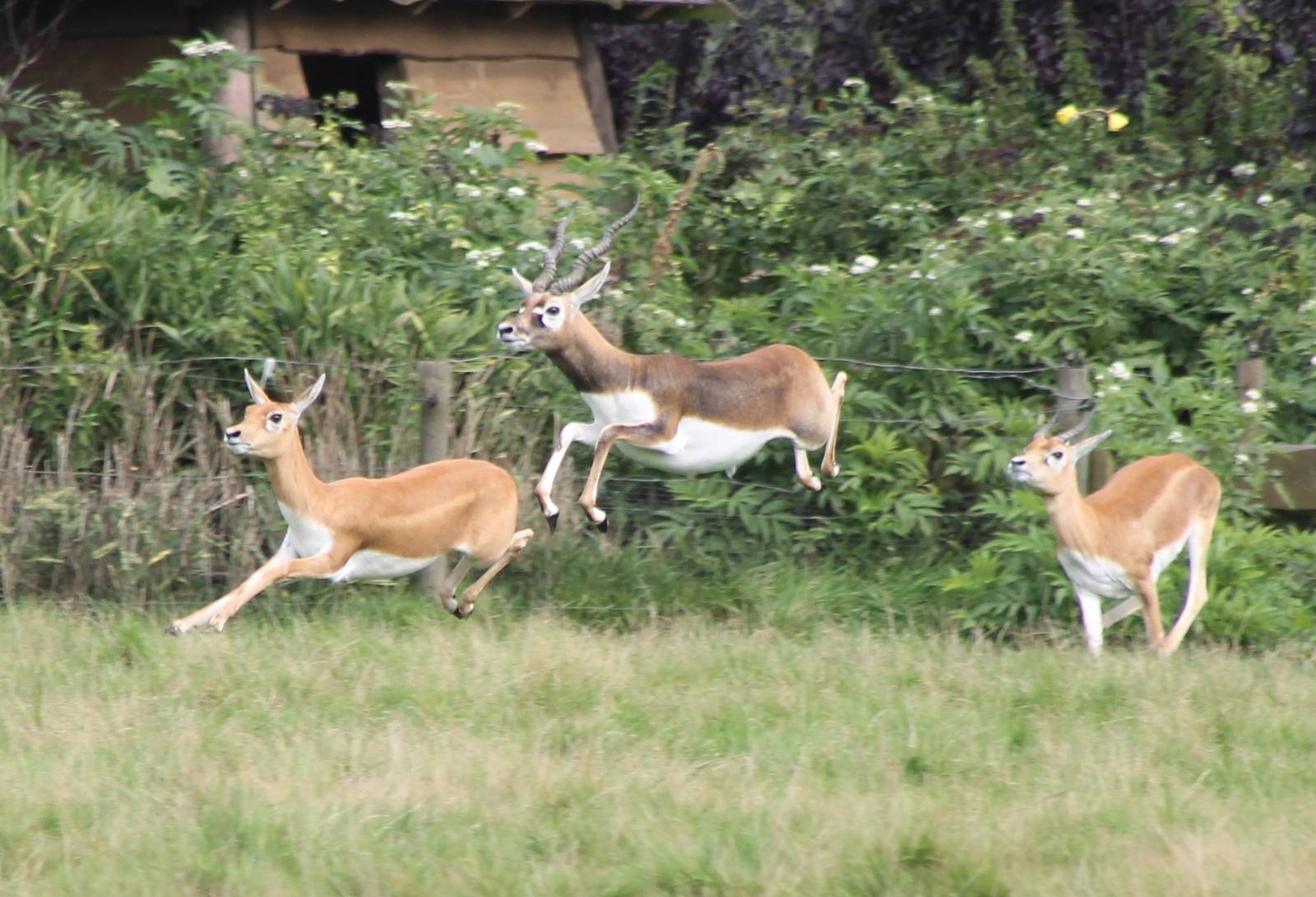 Blackbucks