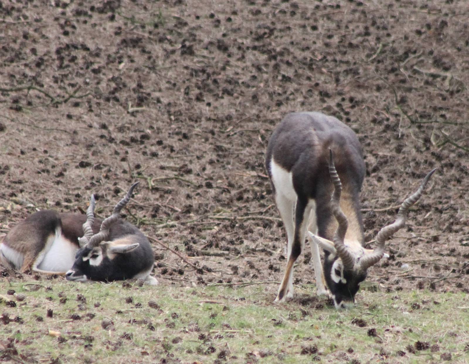 Blackbucks