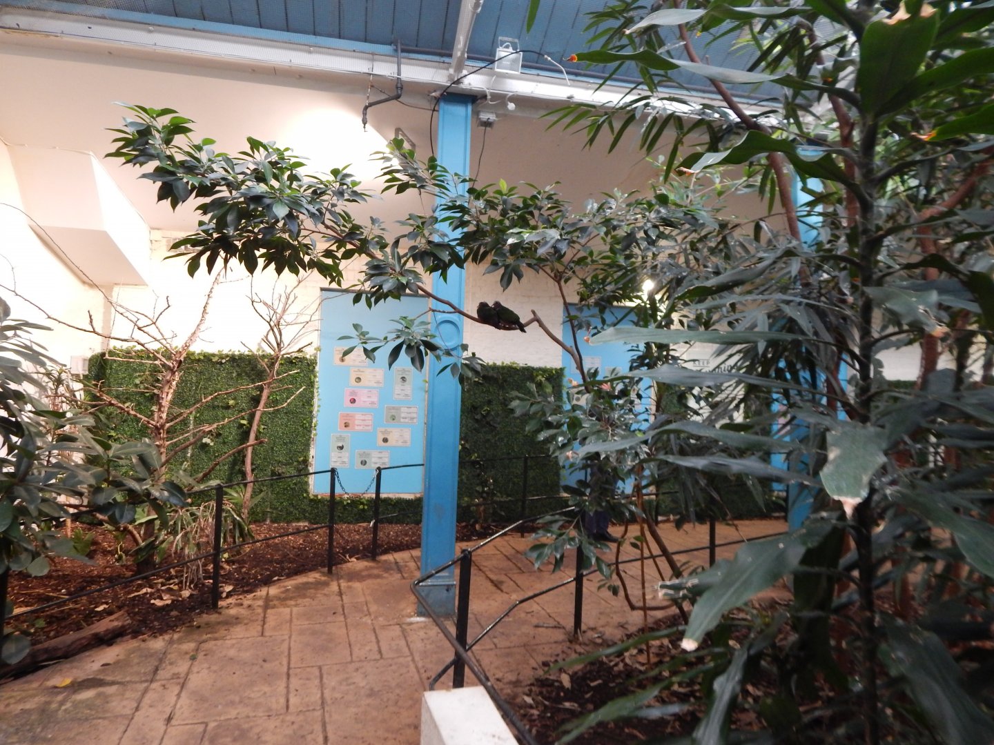 Blackburn Pavilion - indoor walkthrough aviary 180322