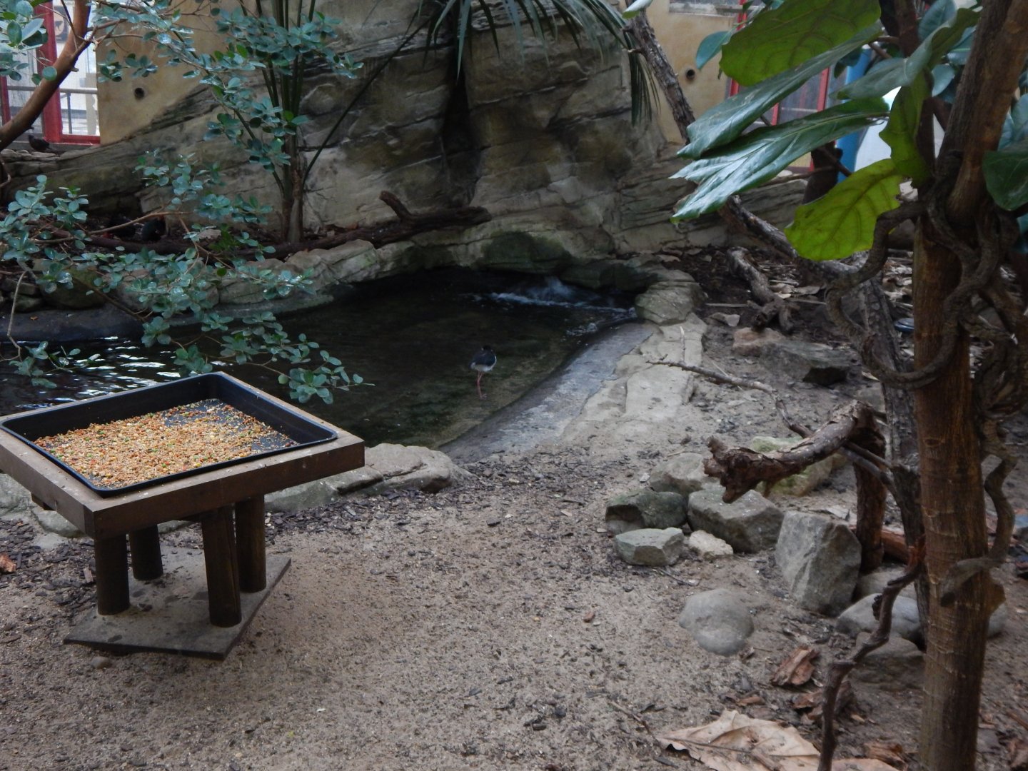 Blackburn Pavilion - indoor walkthrough aviary 180322