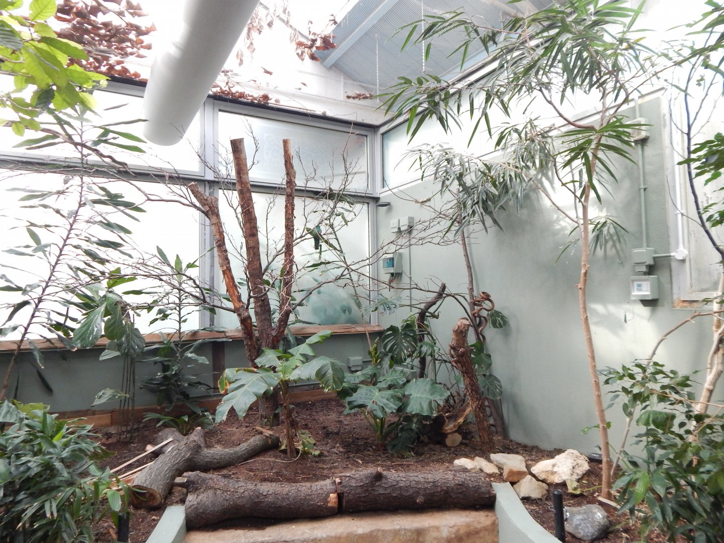 Blackburn Pavilion - indoor walkthrough aviary 180322