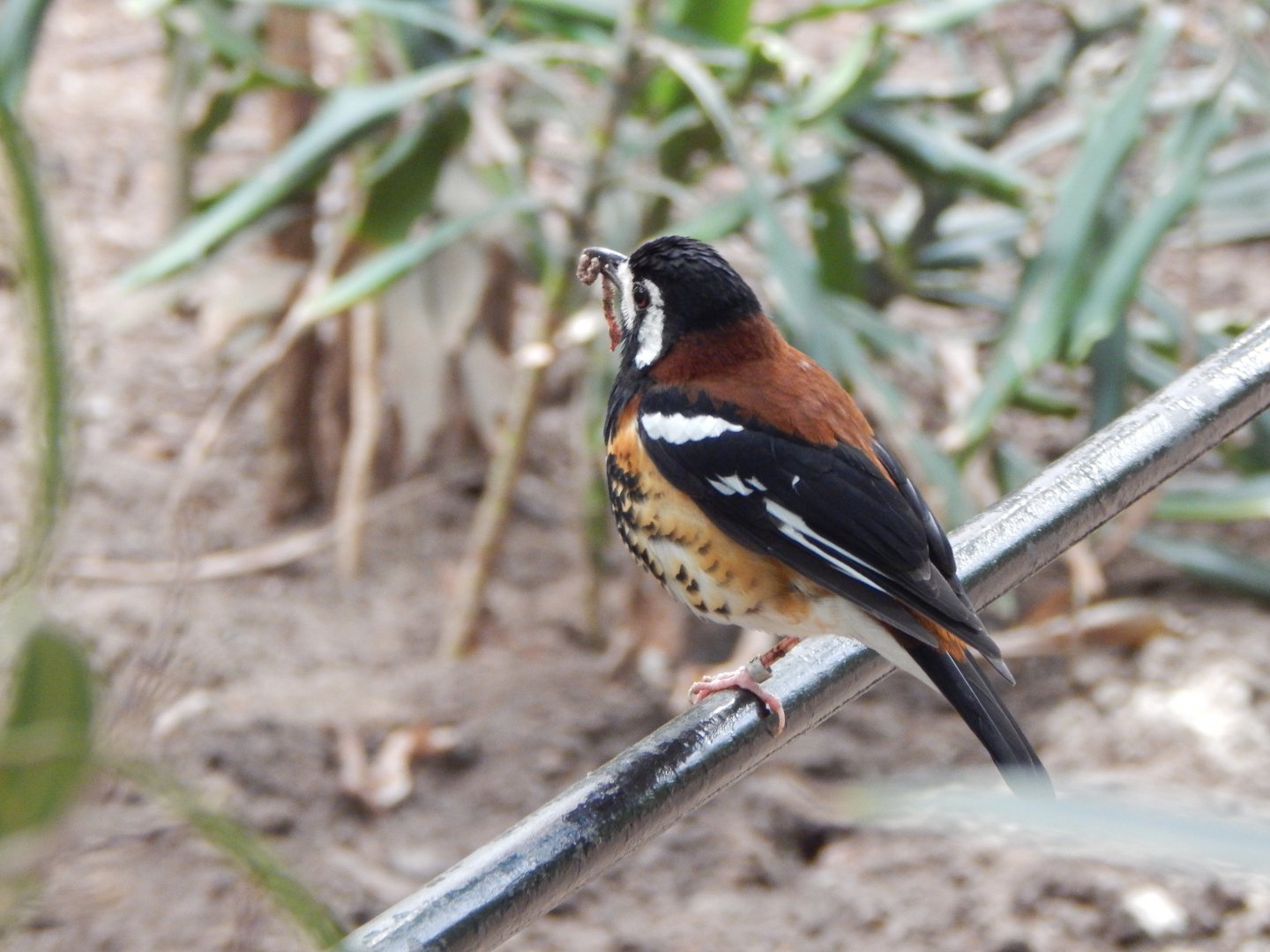 Blackburn Pavilion - indoor walkthrough aviary - Chestnut-backed thrush 180322