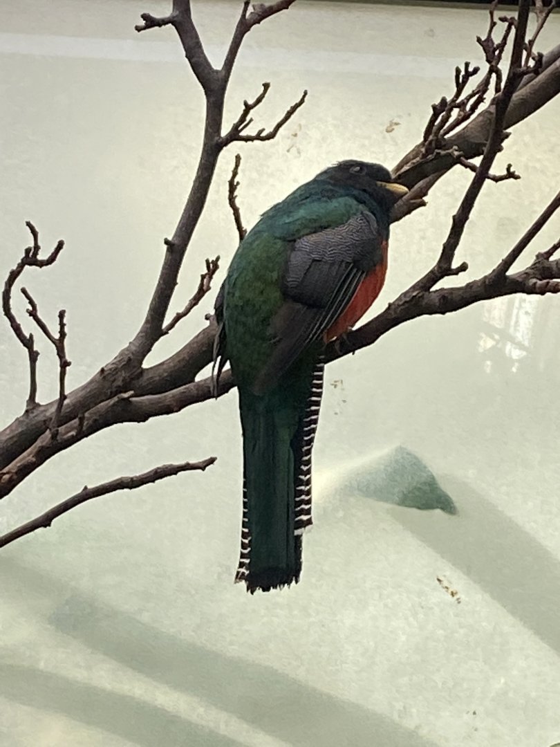 Blackburn Pavilion - indoor walkthrough aviary - Collared trogon 180322