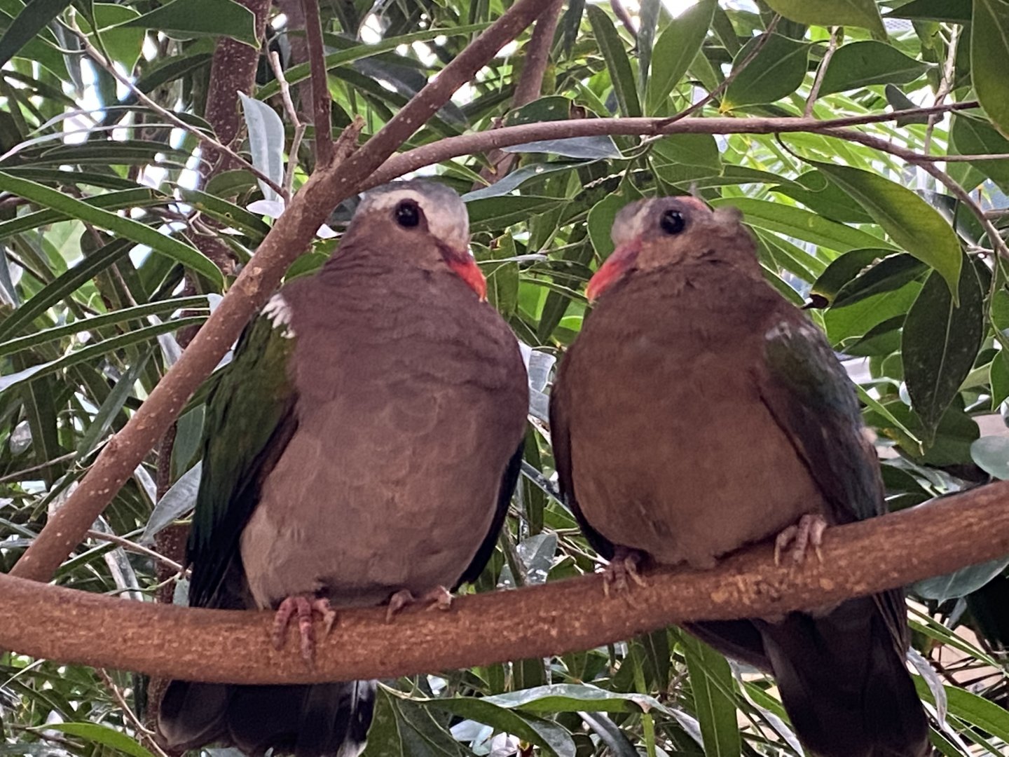 Blackburn Pavilion - indoor walkthrough aviary - Grey-capped emerald doves 180322