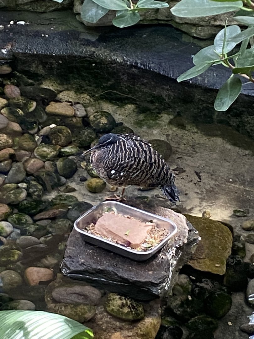 Blackburn Pavilion - indoor walkthrough aviary - Sunbittern 180322