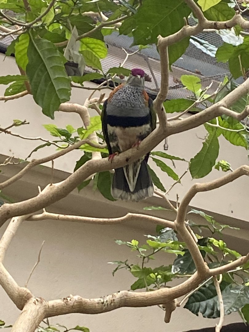Blackburn Pavilion - indoor walkthrough aviary - Superb fruit dove 180322