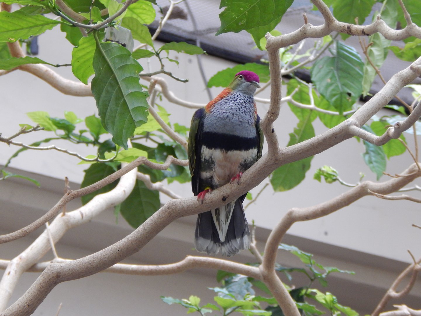Blackburn Pavilion - indoor walkthrough aviary - Superb fruit dove 180322