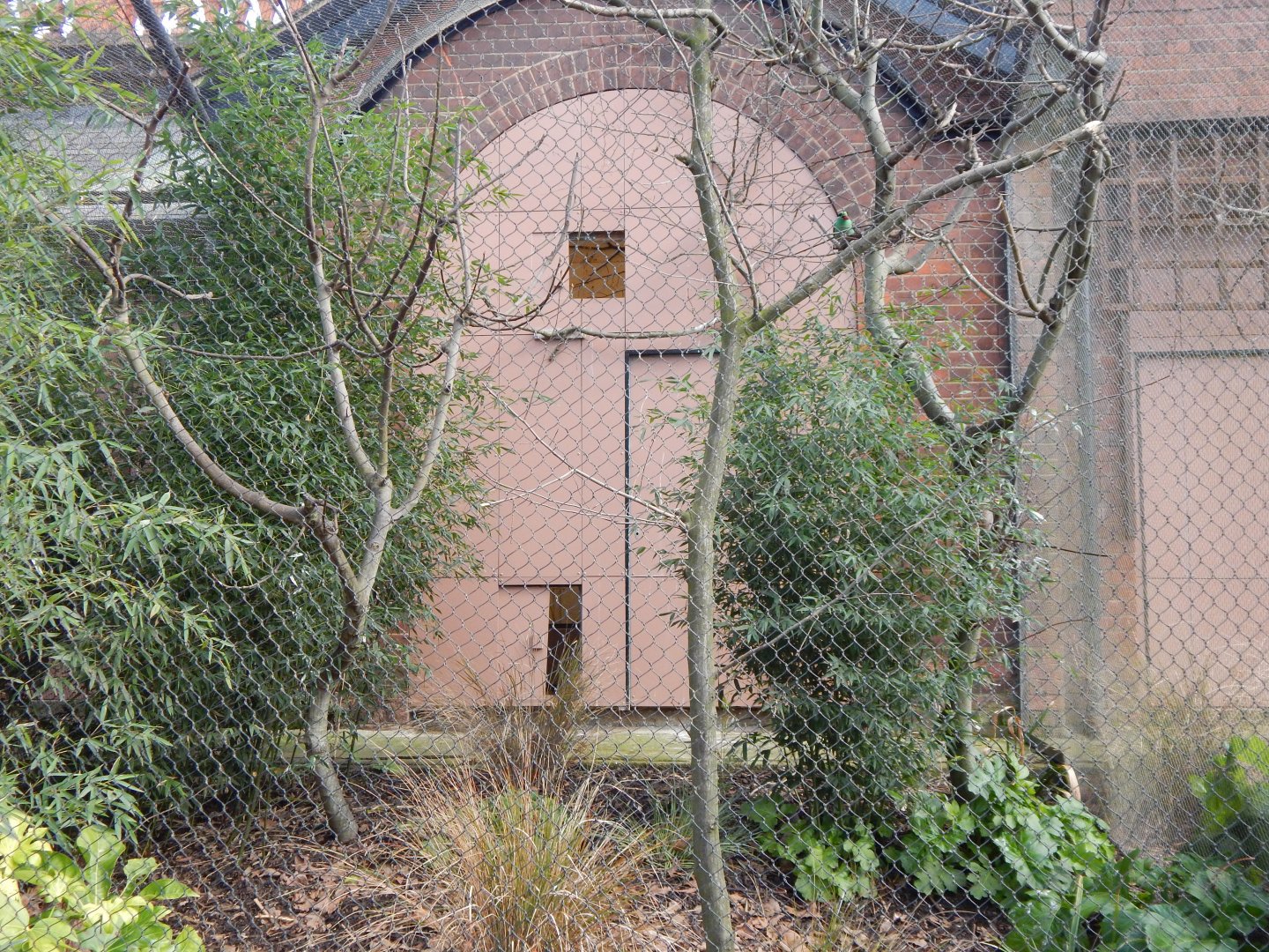Blackburn Pavilion - Javan green magpie aviary 180322