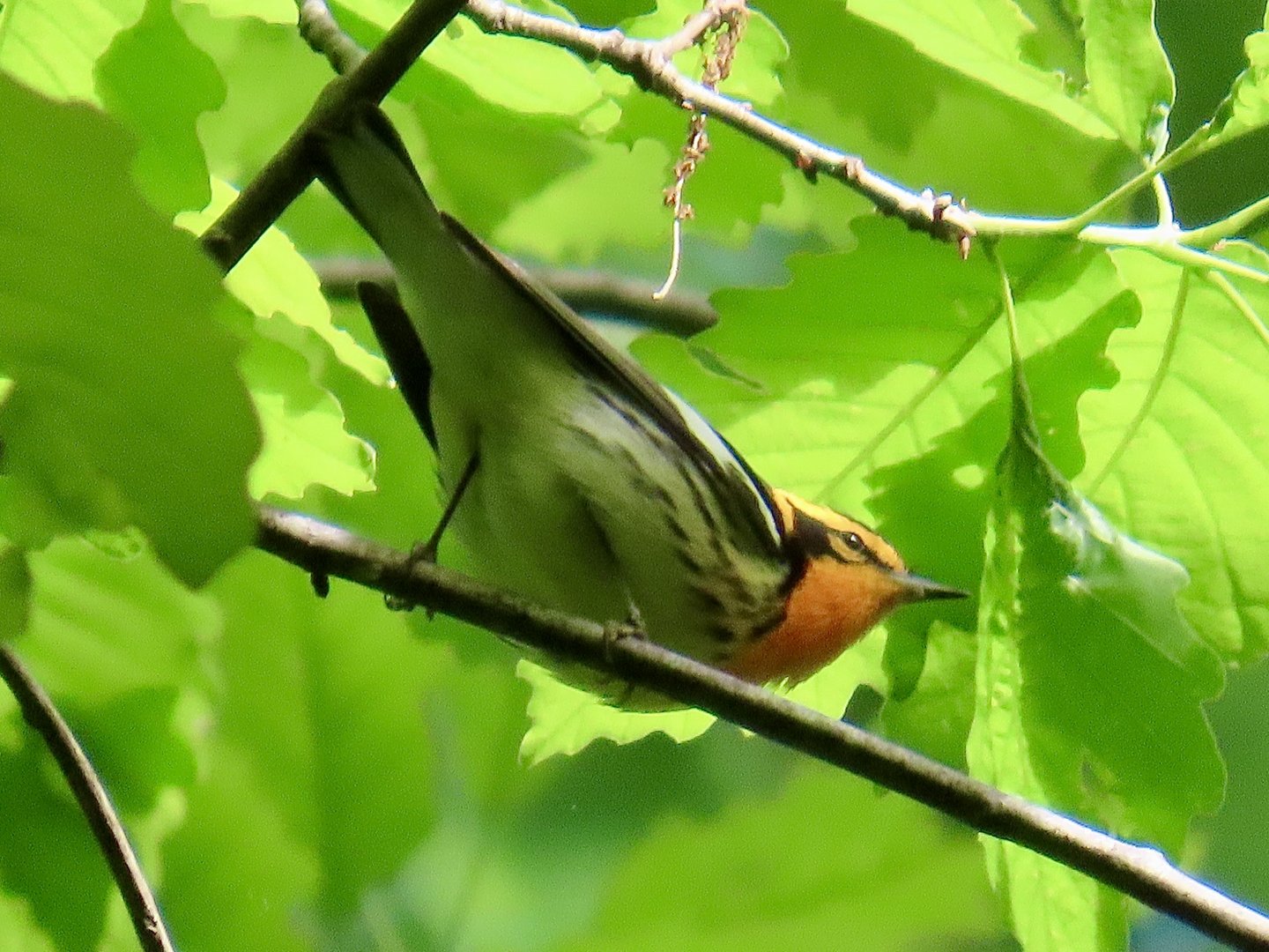 Blackburnian Warbler (Setophaga fusca)