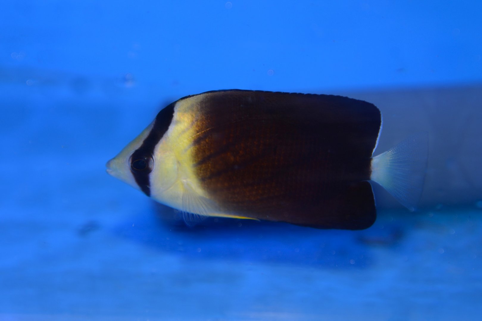 Blackburn's butterflyfish (Chaetodon blackburnii)
