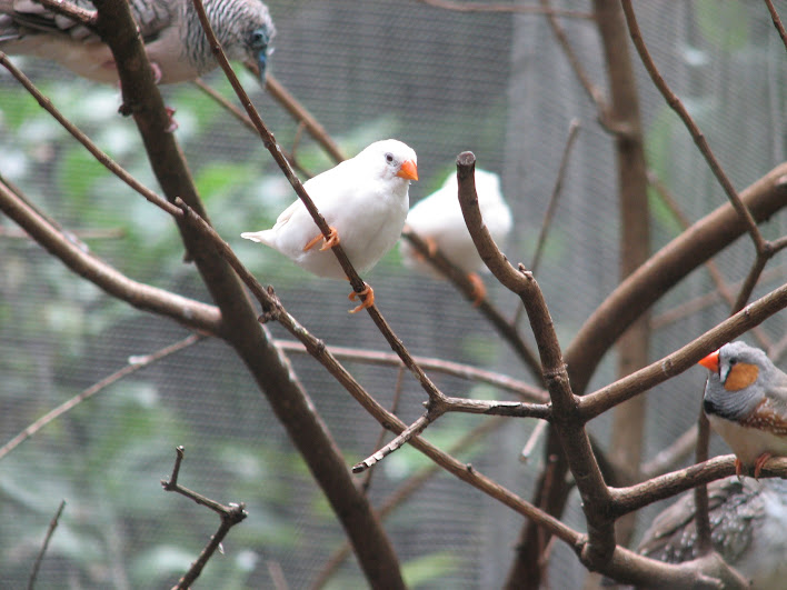 Blackbutt 2007 - Albino Zebra Finches and Peaceful Dove