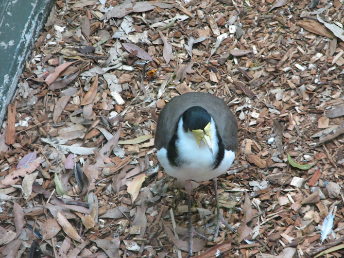 Blackbutt 2007 - Black-shouldered Lapwing