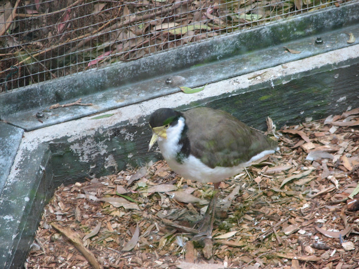 Blackbutt 2007 - Black-shouldered Lapwing