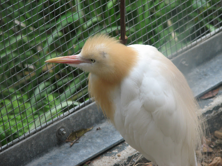 Blackbutt 2007 - Cattle Egret