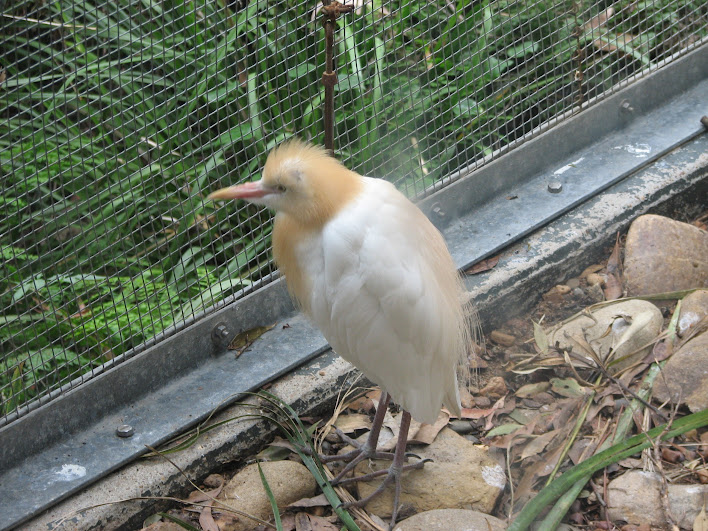 Blackbutt 2007 - Cattle Egret