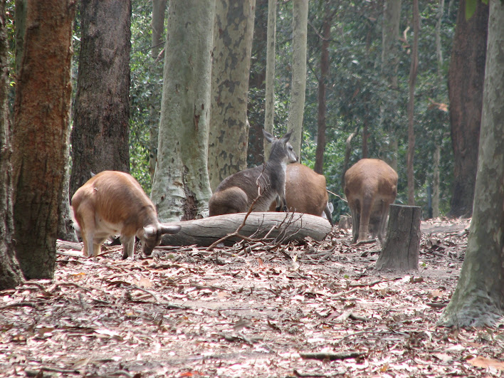 Blackbutt 2007 - Common Wallaroos