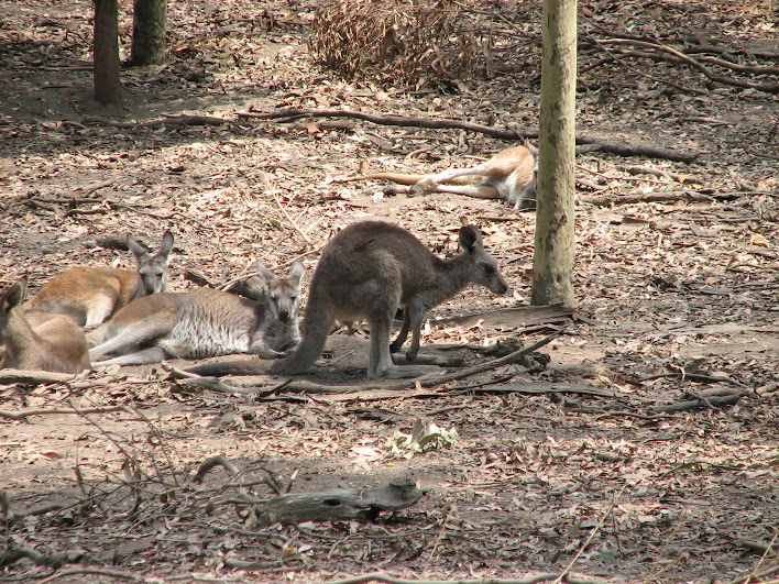 Blackbutt 2007 - Eastern Grey Kangaroo and Common Wallaroos
