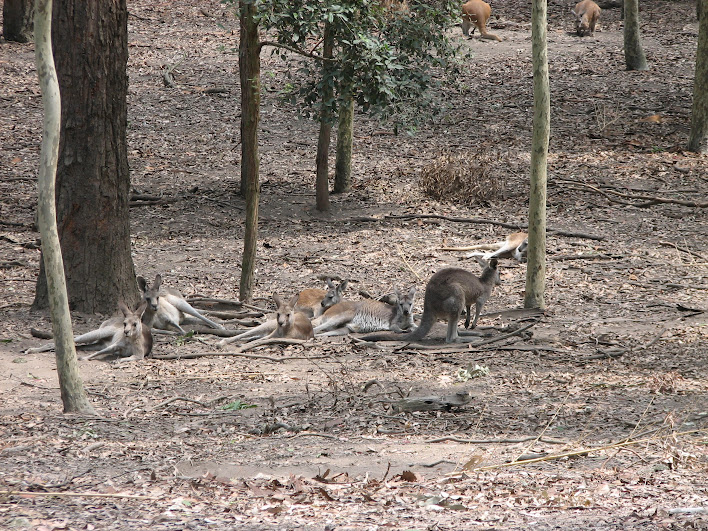Blackbutt 2007 - Eastern Grey Kangaroos and Common Wallaroos
