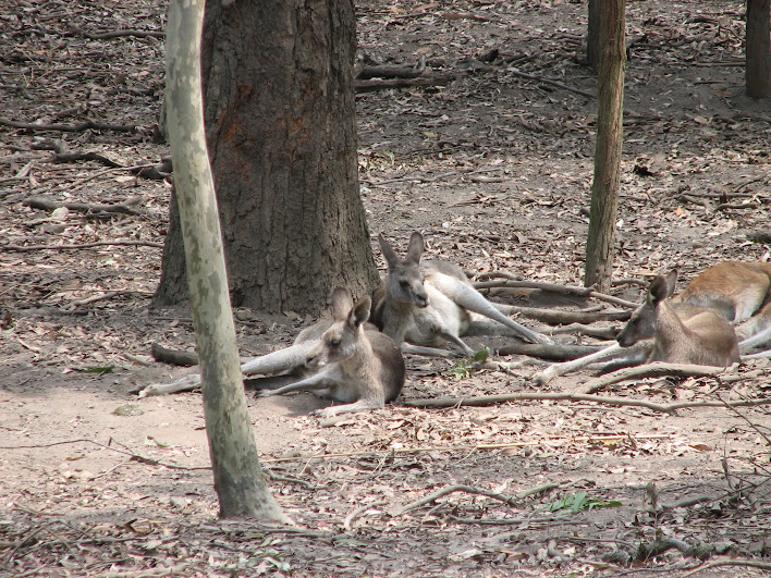 Blackbutt 2007 - Eastern Grey Kangaroos