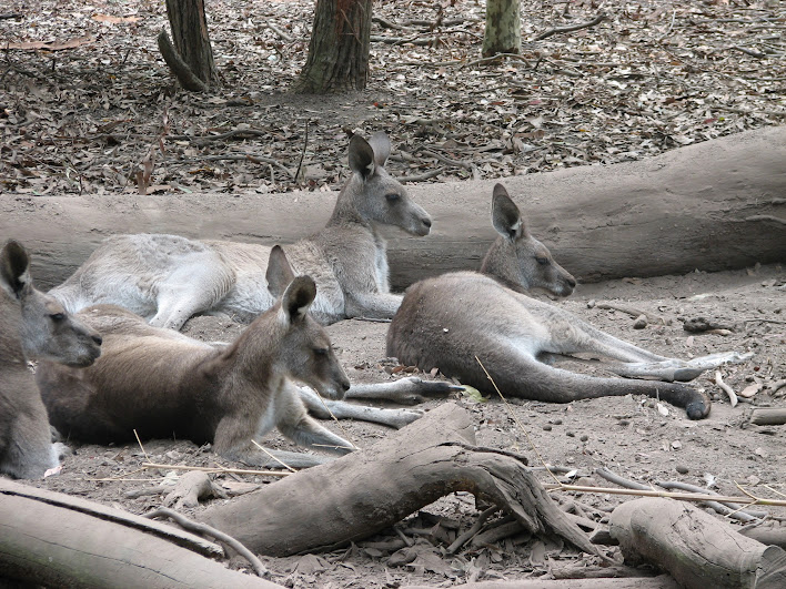 Blackbutt 2007 - Eastern Grey Kangaroos