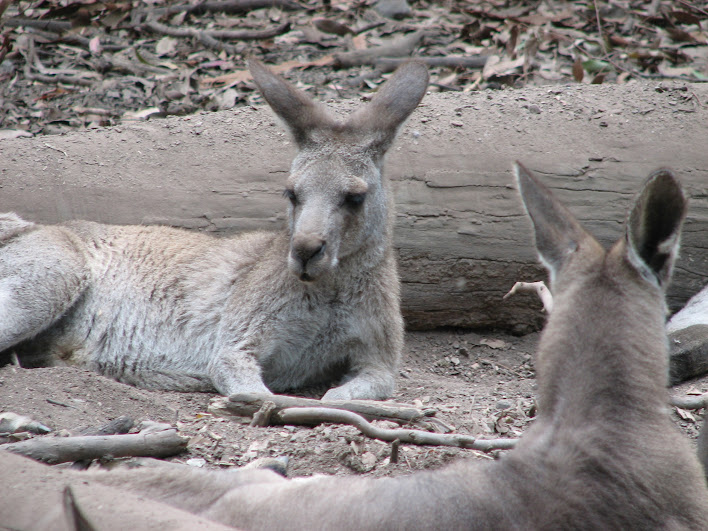 Blackbutt 2007 - Eastern Grey Kangaroos