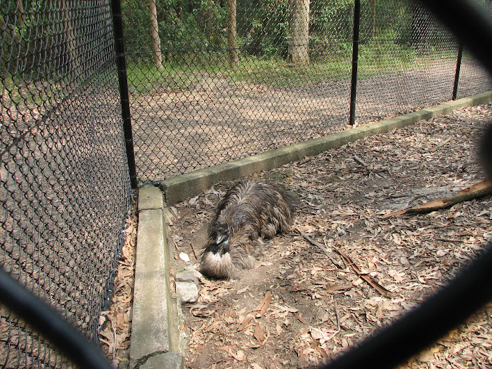 Blackbutt 2007 - Emu
