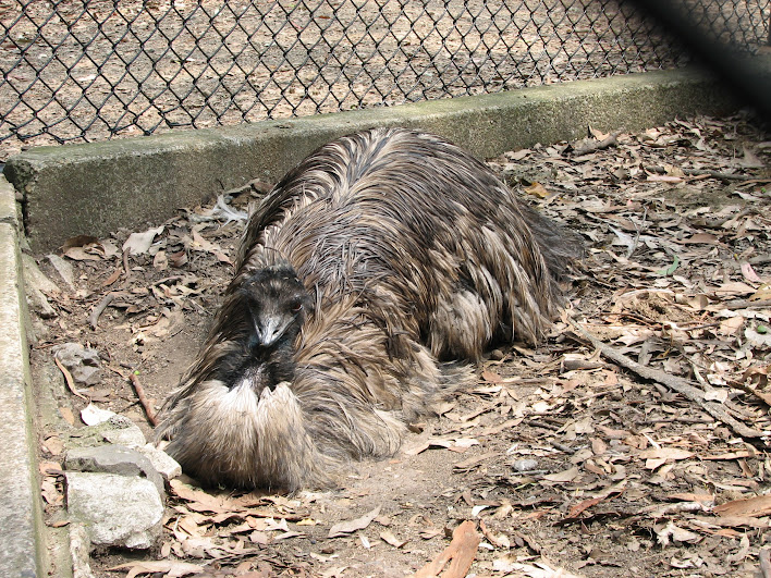Blackbutt 2007 - Emu