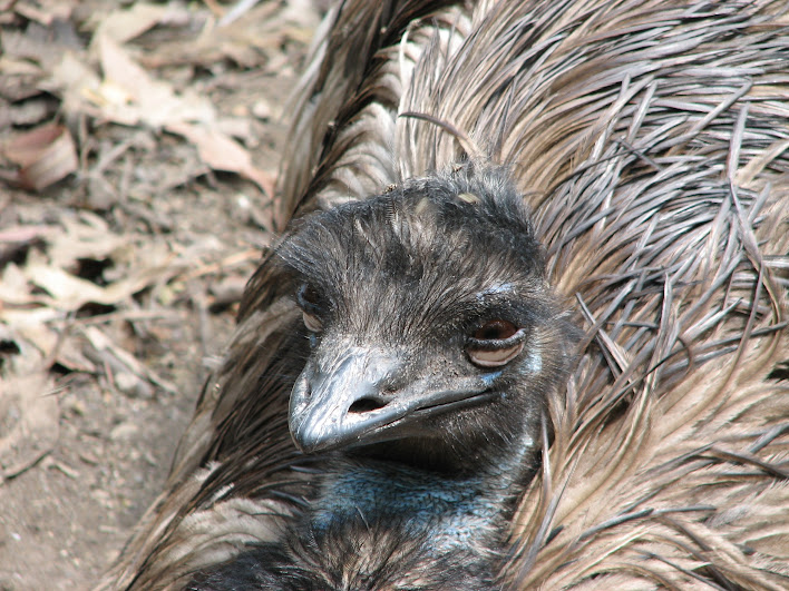 Blackbutt 2007 - Emu