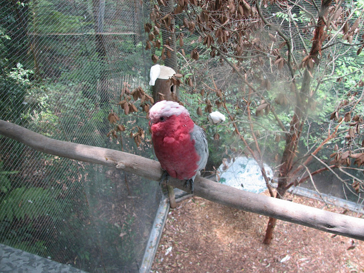 Blackbutt 2007 - Galah (Little Corellas in the background)
