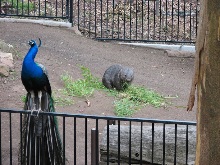 Blackbutt 2007 - Indian Peafowl and Common Wombat