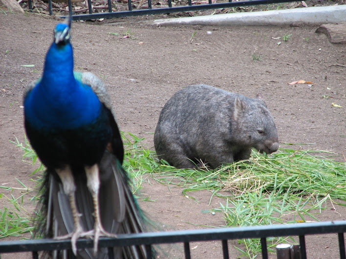 Blackbutt 2007 - Indian Peafowl and Common Wombat