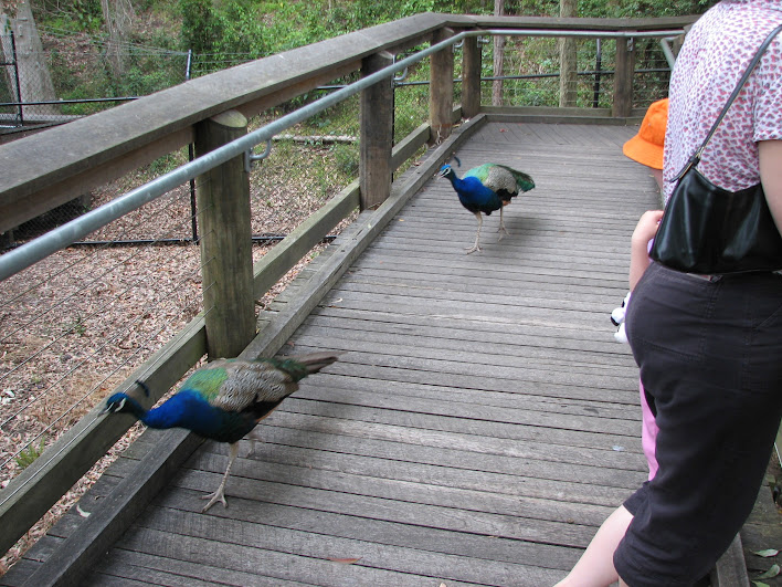 Blackbutt 2007 - Indian Peafowl